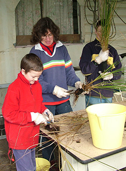 Henry Nessa and Douglas Beckitt weeding wetland plants at Grampians Paradise in winter 2008